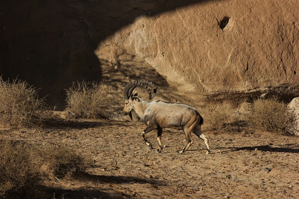nubian-ibex
