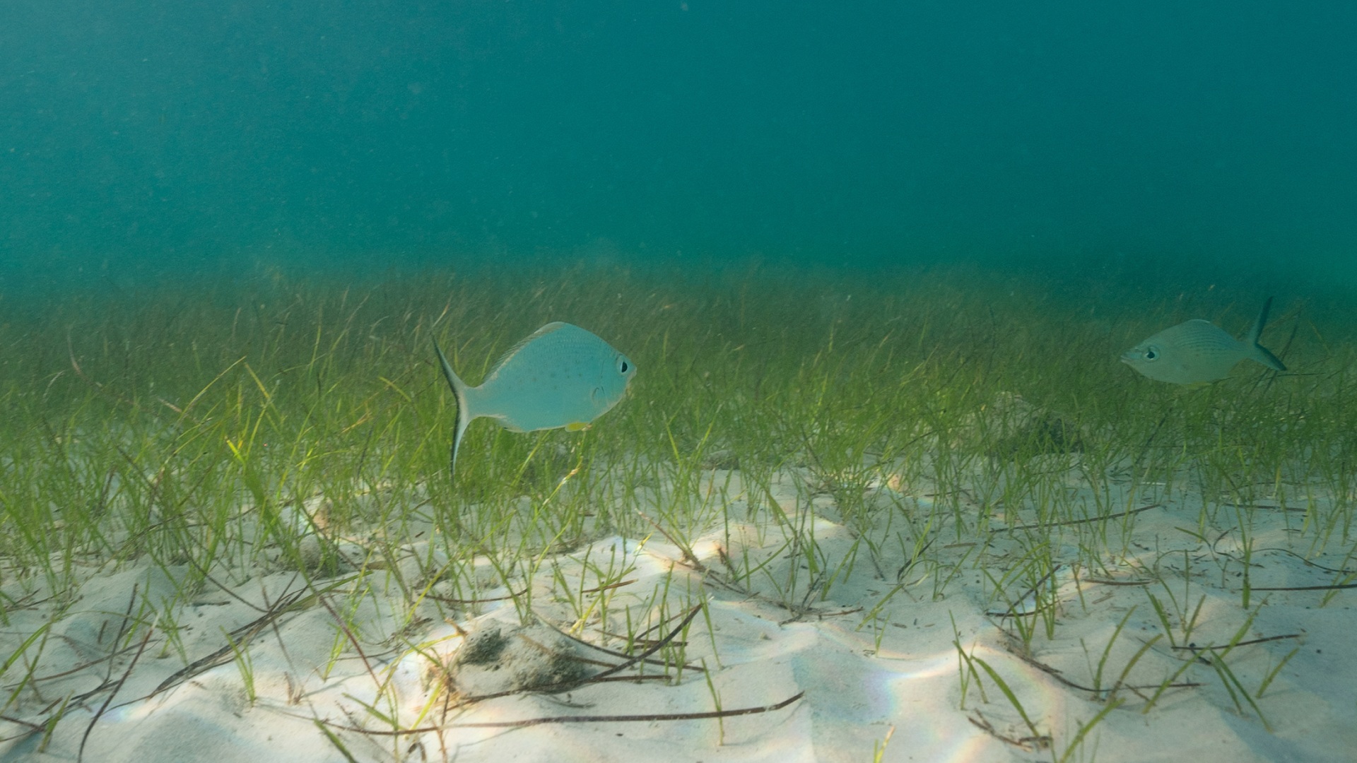 EAD_TotalEnergies Launch Seagrass Restoration Programme-08